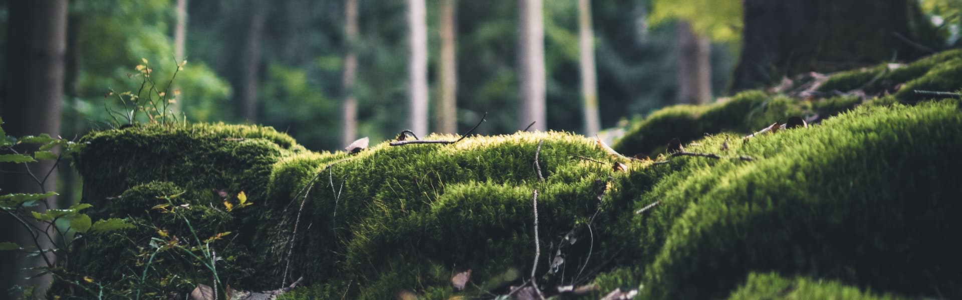 Serviços municipais