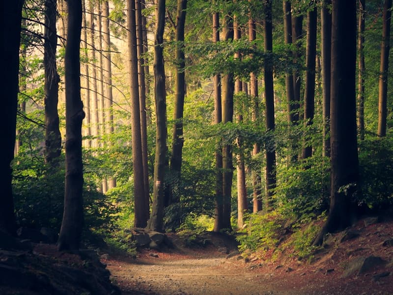 Jacarei planta 5 mil arvores em programa de reflorestamento