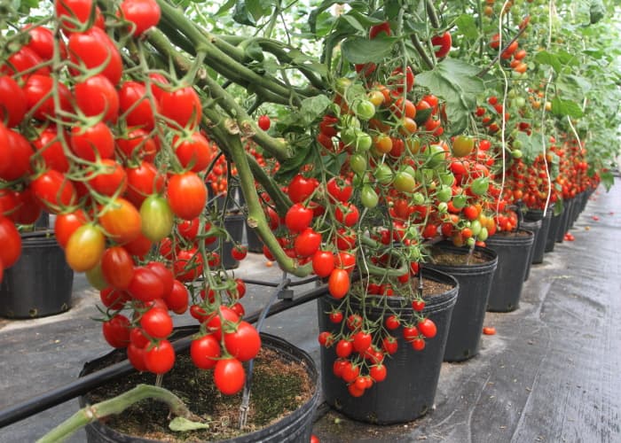 Prefeitura e Casa da Agricultura realizam 1ª Mostra de Produtores Rurais de Jacareí
