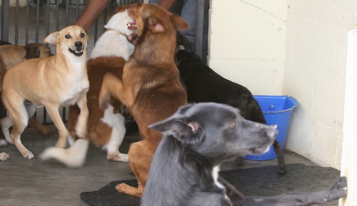 Castração de cães e gatos continua neste domingo