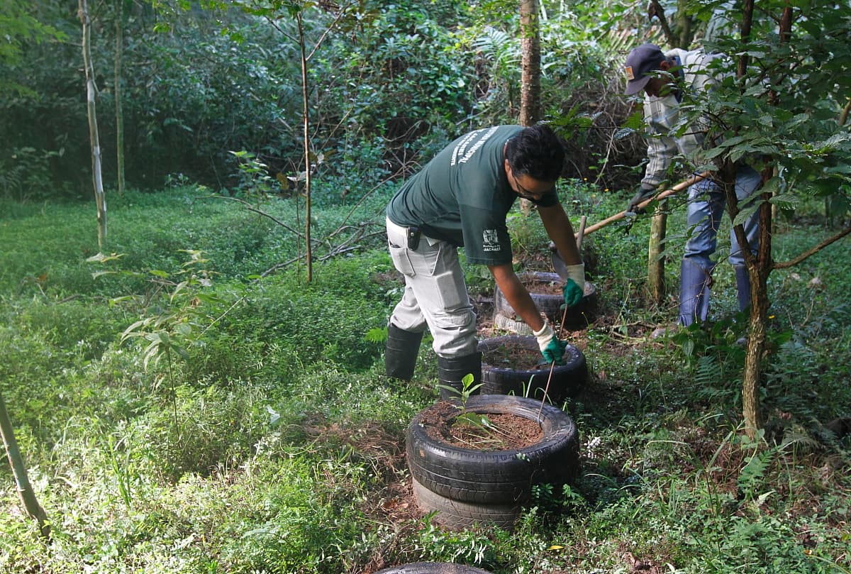 Viveiro Municipal continua a receber serviços de revitalização