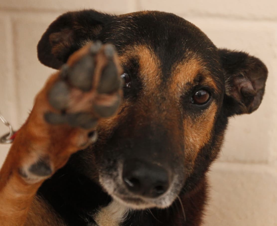 Site da prefeitura terá fotos de cachorros para adoção