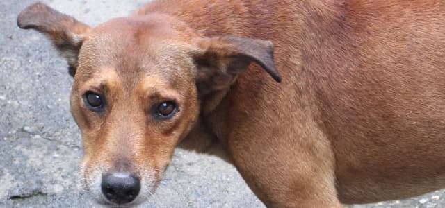 Prefeitura vai emitir Registro Geral Animal (RGA)