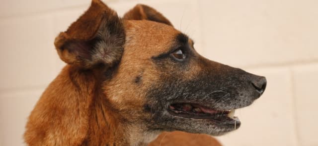 Prefeitura oferece oficina de casinha de cachorro