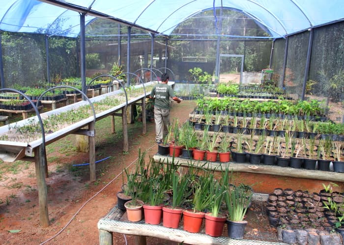Primeiras mudas produzidas no próprio Viveiro já estão sendo doadas
