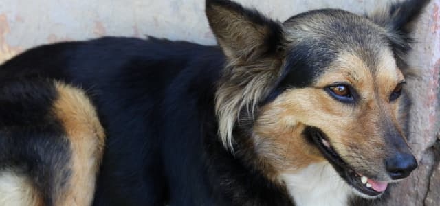 Prefeitura autoriza transporte de cães e gatos nos ônibus de Jacareí