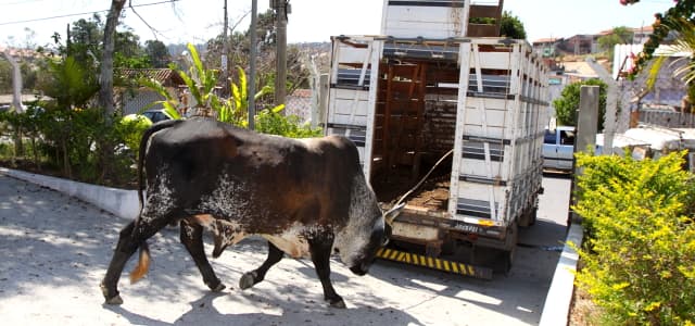 Prefeitura estabelece normas para captura e guarda de animais de grande porte