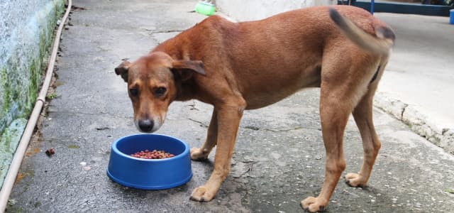 Prefeitura abre licitação para compra de ração para cães e gatos
