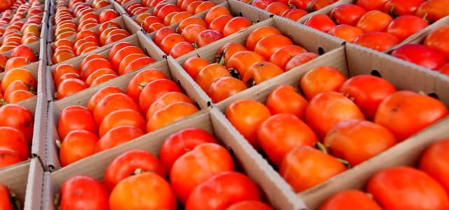 Ponto da Economia registra aumento de 78% na venda de caqui