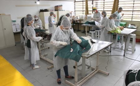 Mais de 250 animais foram castrados no último domingo (2)