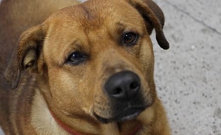 Diretoria de Proteção Animal não aceitará denúncias anônimas
