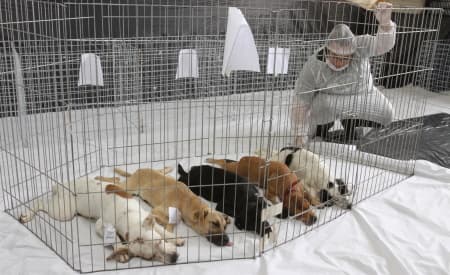Domingo (8) tem Mutirão de Castração de Cães e Gatos
