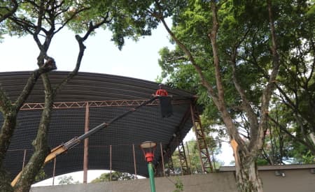 Secretaria de Meio Ambiente tem canais abertos com população para pedidos de poda e supressão de árvores