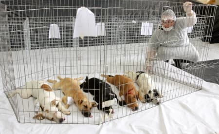 Mais um mutirão de Castração de Cães e Gatos tem 100% de adesão