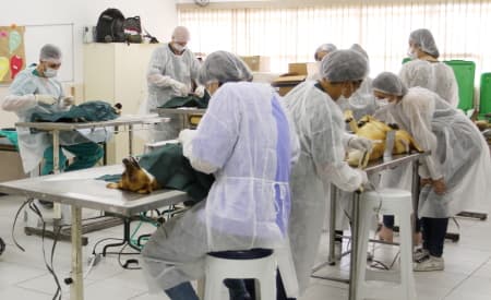 Comprovante de endereço e vacina em dia. Secretaria de Meio Ambiente reforça pré-requisitos para castração de cães e gatos