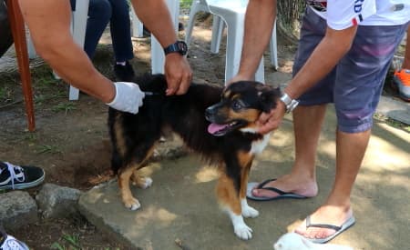 Jacareí retoma campanha de vacinação contra raiva em cães e gatos