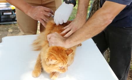 Prefeitura de Jacareí promove vacinação antirrábica para cães e gatos, sem necessidade de agendamento