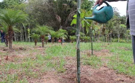 Jacareí irá plantar 92 mil mudas de árvores nativas nos próximos 4 anos