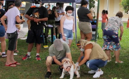 Imunização de pets! Prefeitura de Jacareí realizará vacinação antirrábica para cães e gatos no sábado (14), no Jardim Paraíso