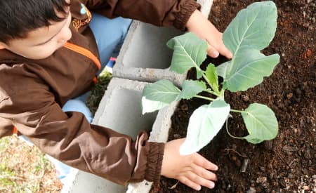 “Mãos à Horta”! Jacareí tem projeto de horta comunitária em 59 escolas