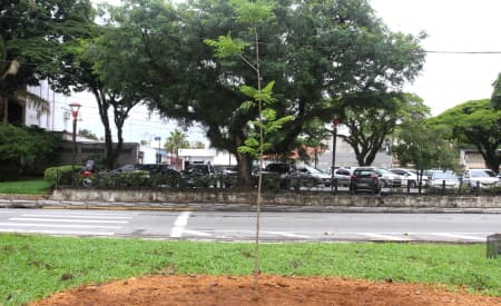 Responsável pelo plantio de novo flamboyant, jardineiro da Prefeitura de Jacareí já plantou mais de 20 mil árvores