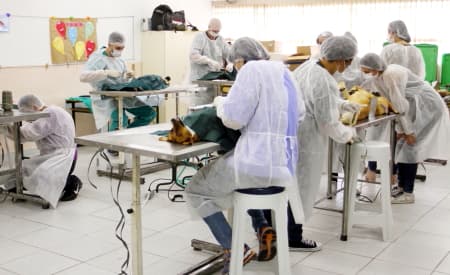 Mutirão de Castração de Jacareí atendeu mais de 12 mil animais nos últimos 5 anos