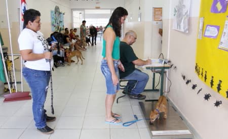 Jacareí retoma castrações com mutirão de 1.000 cirurgias a partir desta quarta-feira (9)