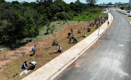 Em fase final, terceira ponte de Jacareí recebe plantio de 175 mudas ornamentais