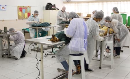 Primeiro mutirão do Castramóvel de Jacareí acontece sábado (13), na região do Veraneio Ijal. Saiba como participar