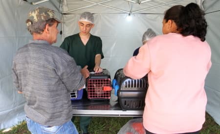Mais de 230 animais foram castrados em Jacareí, no primeiro mutirão do Castramóvel