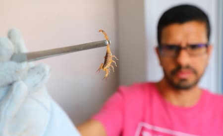 Semana Estadual de Enfrentamento ao Escorpião intensifica ações de prevenção, em Jacareí