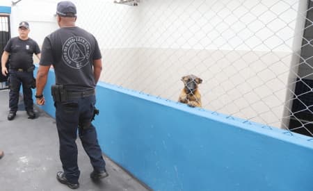 Prefeitura inaugura Canil da Guarda Civil na terça (31)