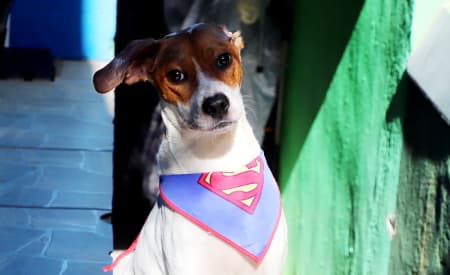 Adote o Van Dogh! Cãozinho que perdeu a orelha durante resgate está recuperado e disponível para adoção, em Jacareí. Veja fotos.