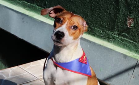 Diretoria de Proteção Animal realiza mais de 300 adoções de animais, em Jacareí