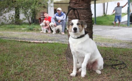 Prefeitura de Jacareí promove mutirão com 750 castrações no Parque dos Eucaliptos, entre sexta (28) e domingo (30). Veja como participar
