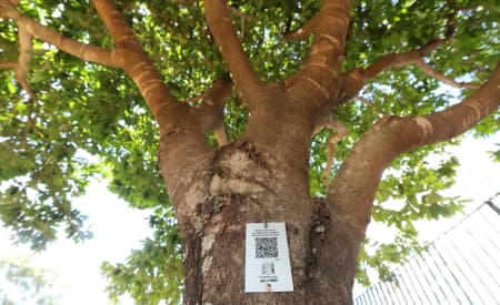 Qual árvore é essa? QR Code traz dados sobre árvores em parques
