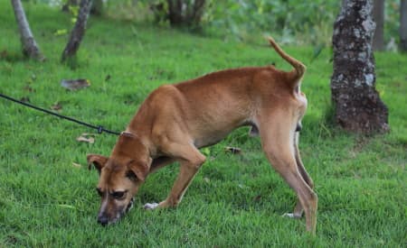 Cãozinho em condições de maus-tratos ganha chance de construir nova história em Jacareí