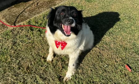 Em busca de um lar! Proteção Animal tem 33 animais disponíveis para adoção