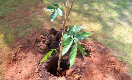 Semana da Educação Ambiental é aberta com plantio de árvores no Parque da Cidade; programação segue até sexta-feira (30)