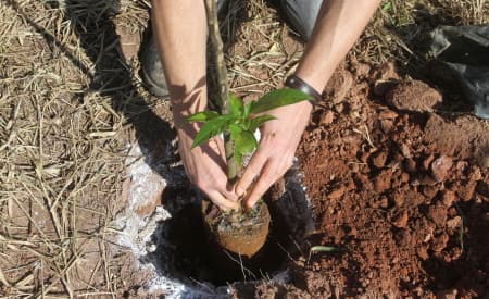 Prefeitura é reconhecida com selo internacional por investimento em arborização