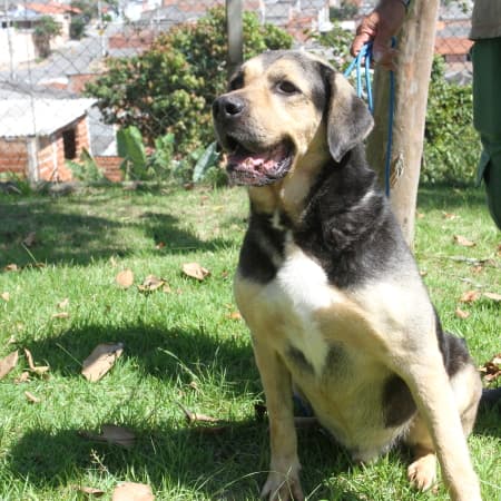 Lipe - Foto 1