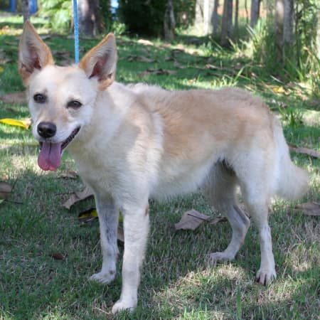 Princesa Diana - Foto 1