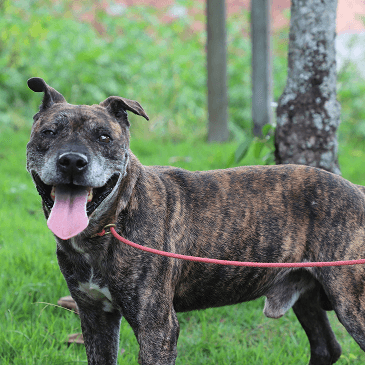 Zeca - Foto 1