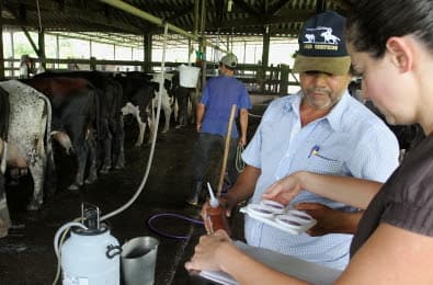 Prefeitura implementa programa que incentiva a pastagem rotativa para gado leiteiro