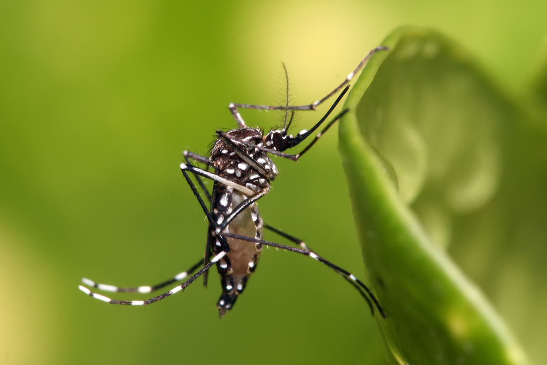 Vigilância Sanitária orienta empresários do CIESP sobre o Aedes aegypti