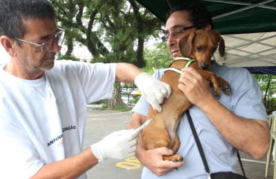 Campanha de vacinação antirrábica começa em bairros urbanos do município