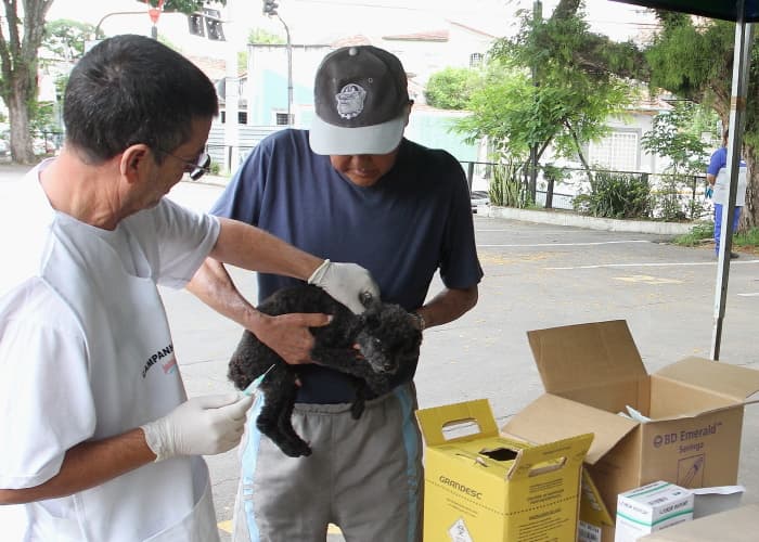 Campanha vacina 725 animais contra a raiva