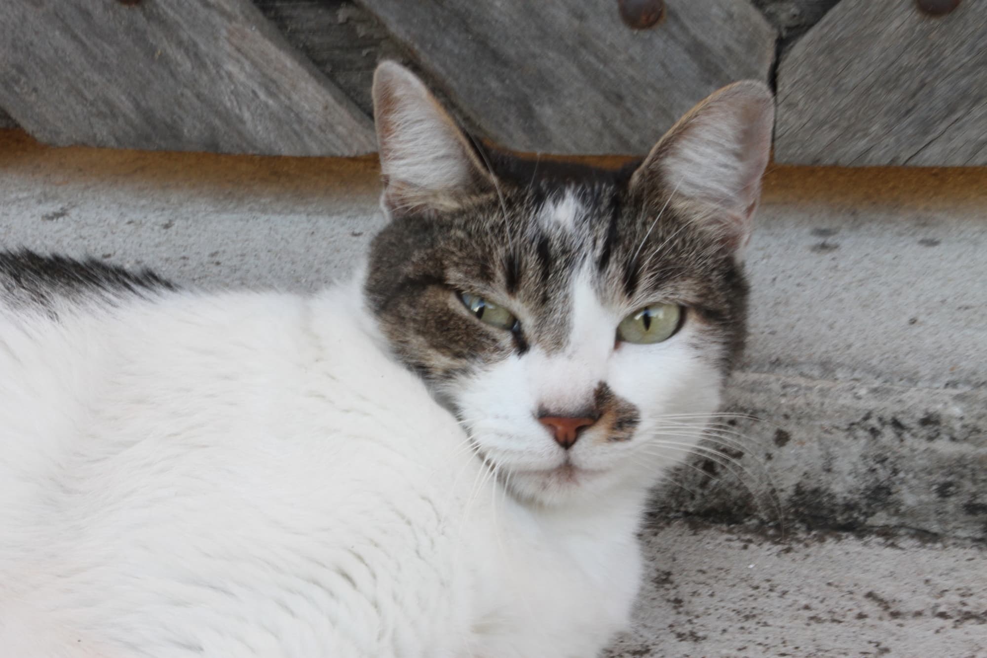 Jacareí tem 3º mutirão de castração de cães e gatos. Inscrições acontecem dia 13