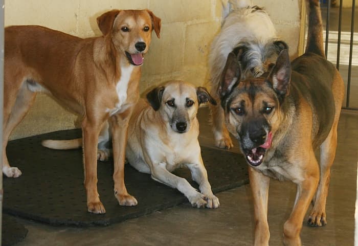 Castração de cães e gatos tem início neste domingo