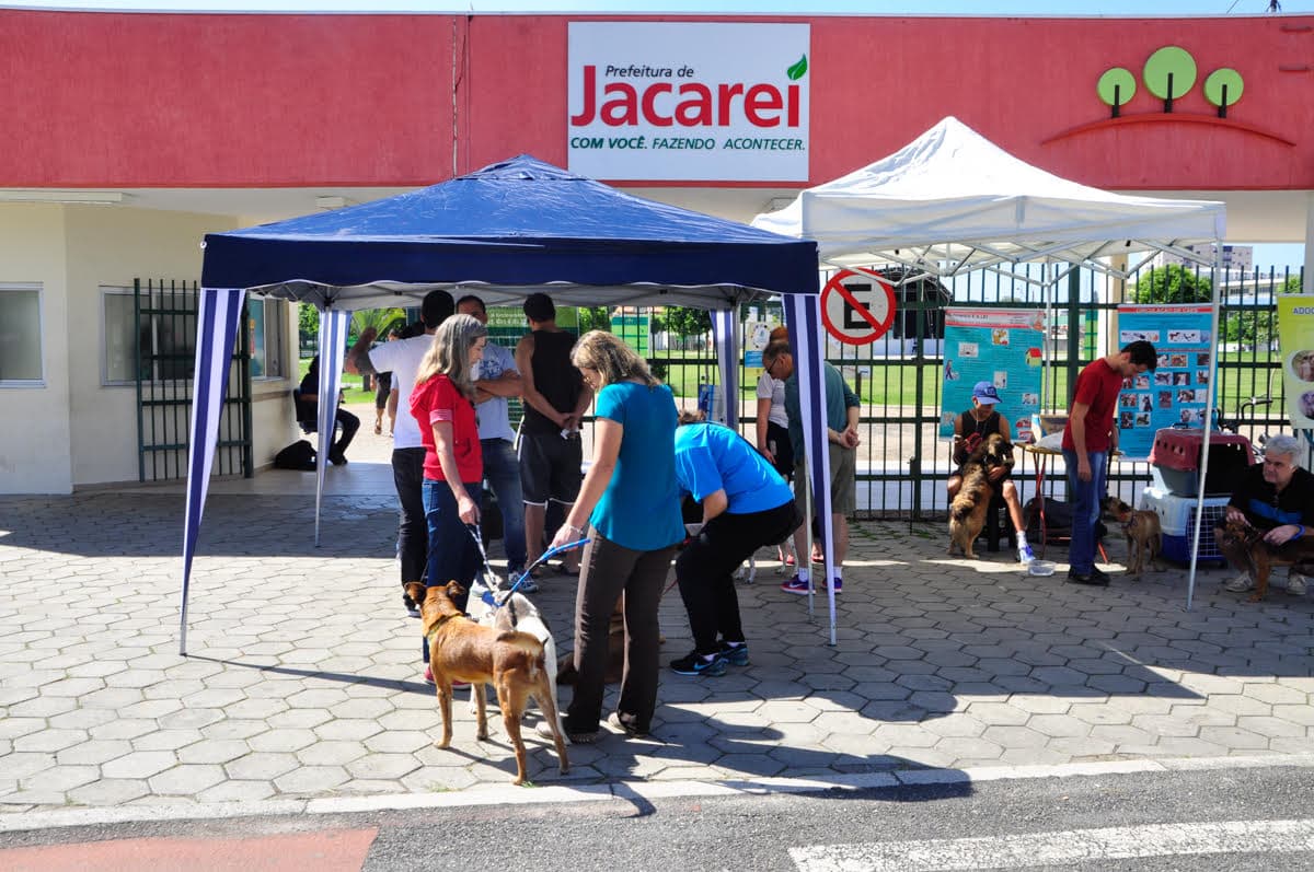 Animais continuam disponíveis para adoção
